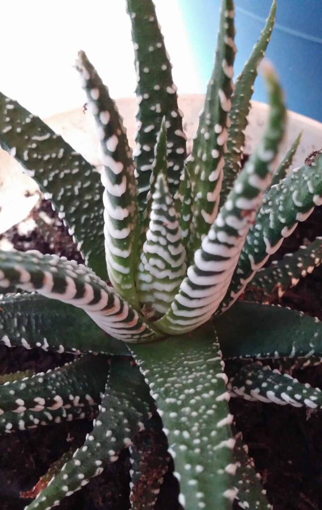 Haworthia attenuata