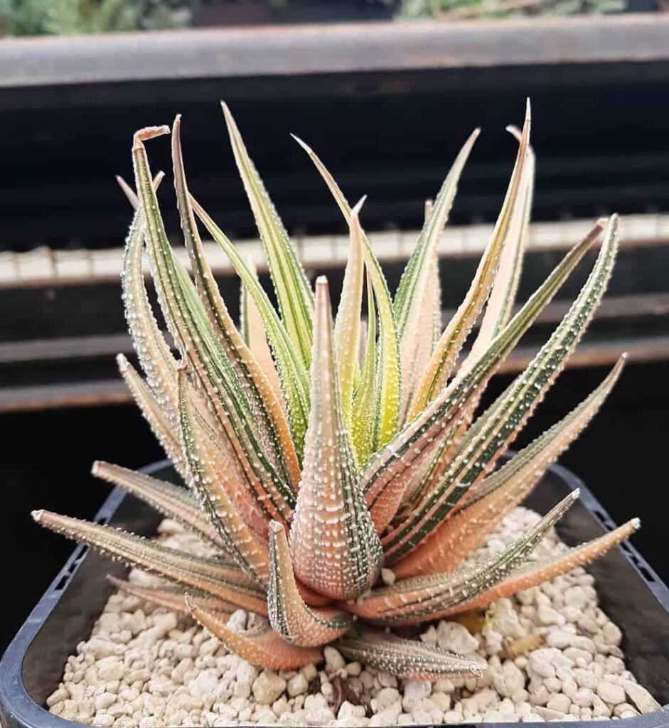 Haworthia attenuata var radula f variegata