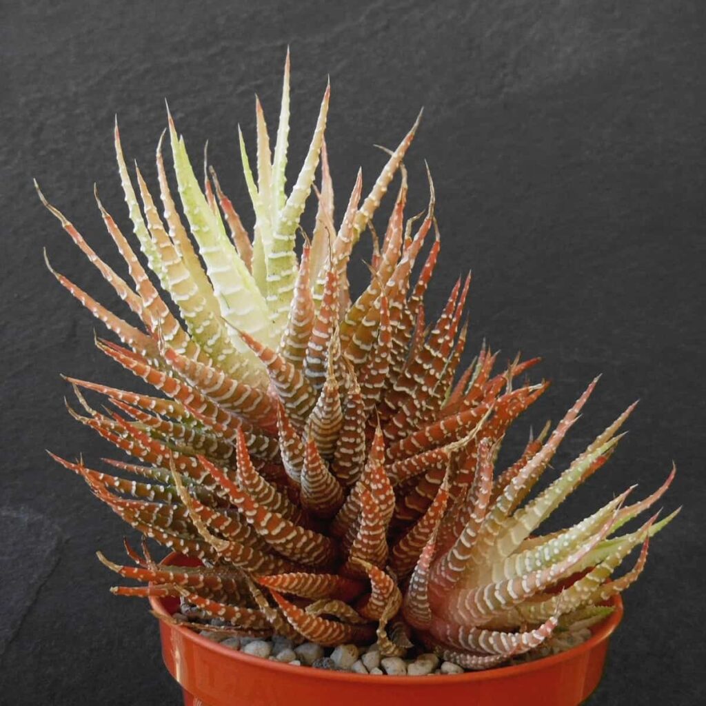 Haworthia attenuata