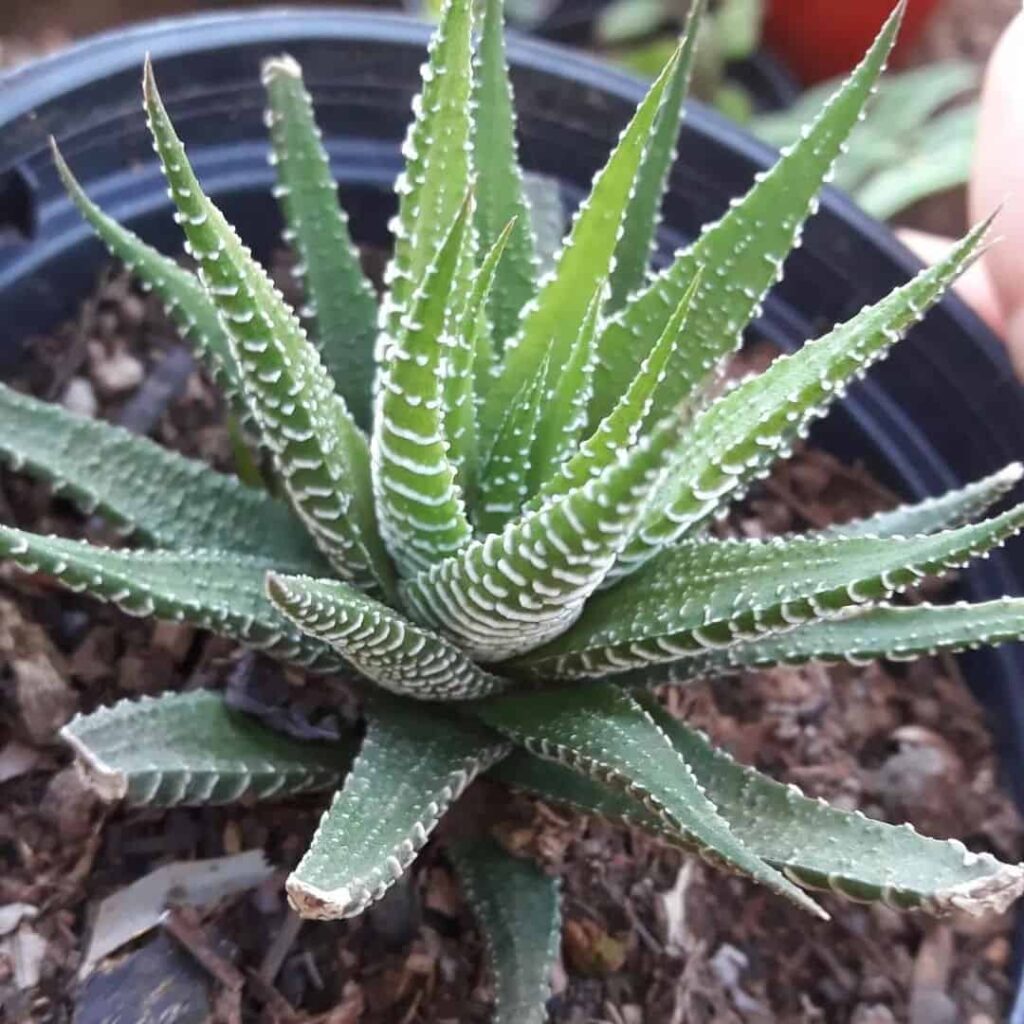 Haworthia fasciata