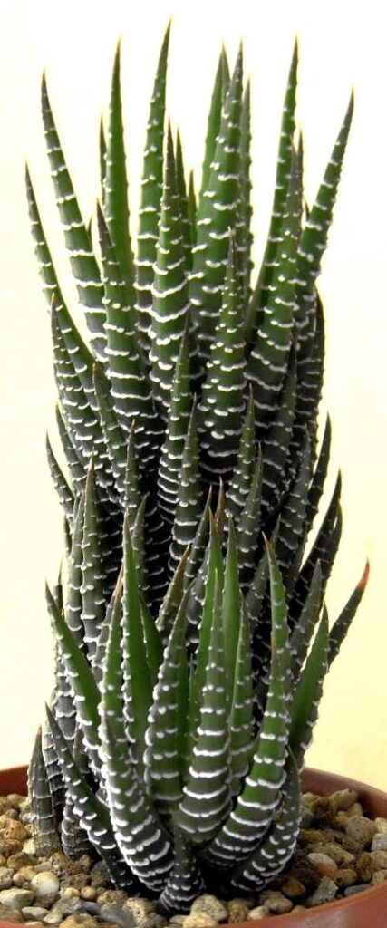 Haworthia fasciata var browniana