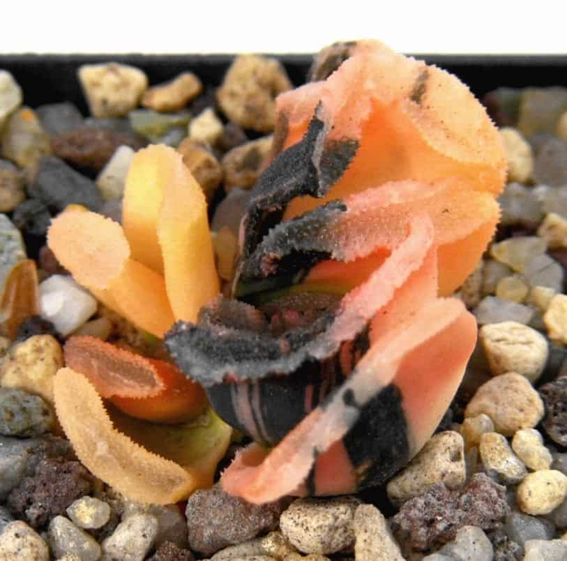 Haworthia truncata ‘red variegated’