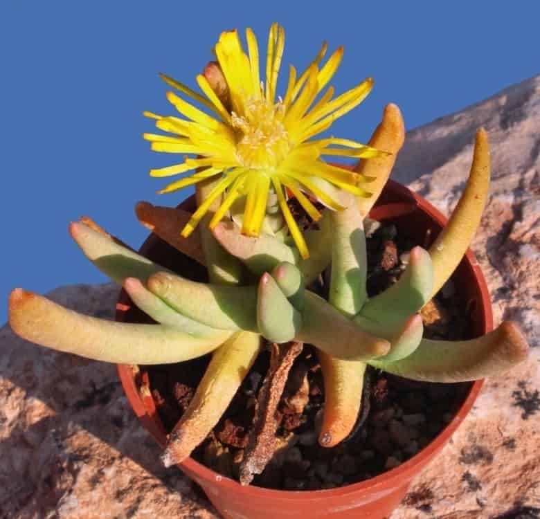 Hereroa puttkameriana