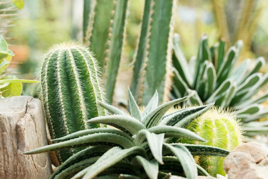 How to Plant Cactus and Succulents Together