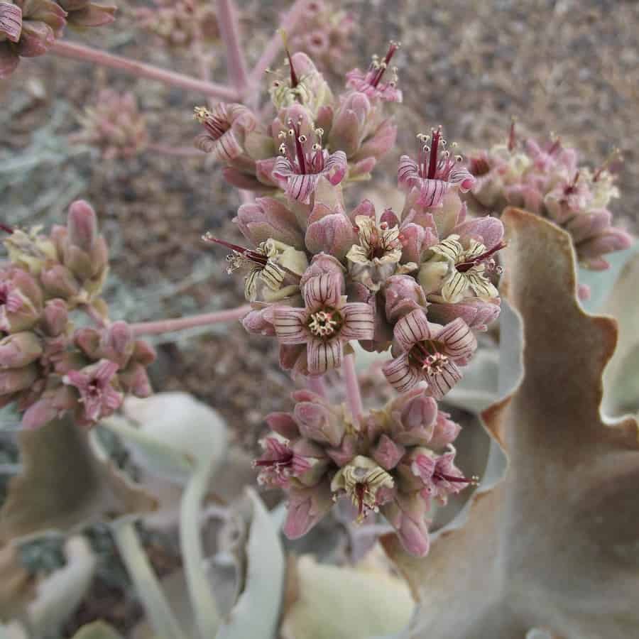 Kalanchoe beharensis