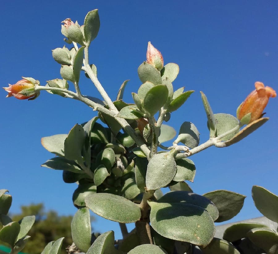 Kalanchoe bracteata