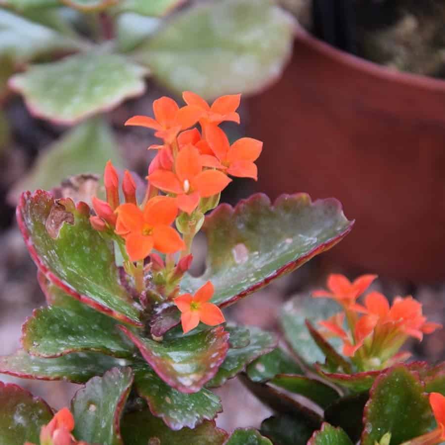 Kalanchoe crenata