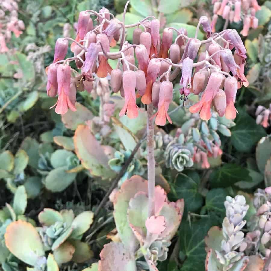 Kalanchoe fedtschenkoi