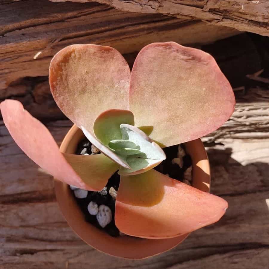 Kalanchoe luciae