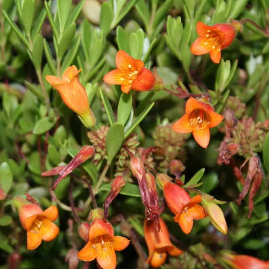 Kalanchoe manginii