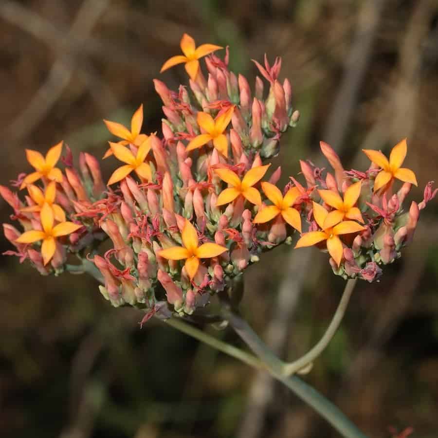 Kalanchoe rotundifolia