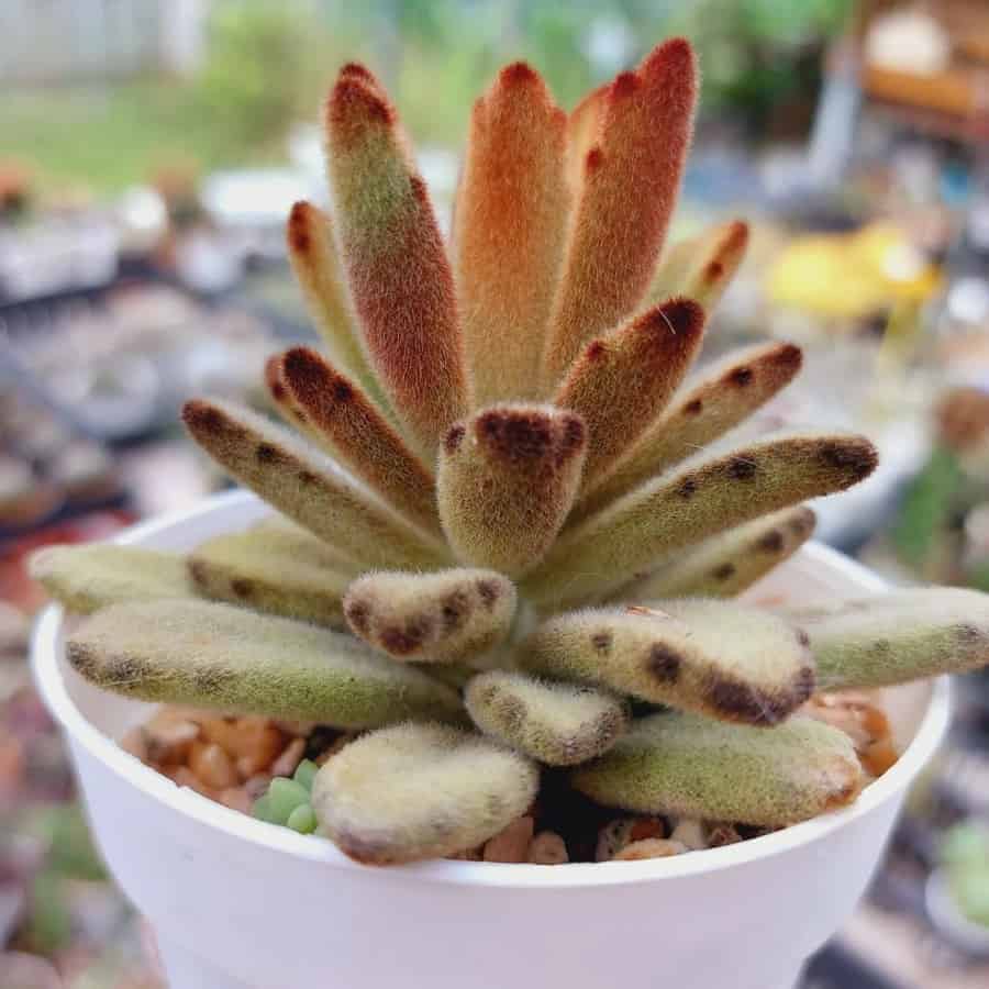 Kalanchoe tomentosa 'Chocolate Soldier'