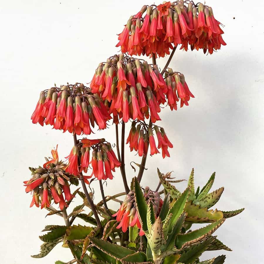 Kalanchoe х houghtonii
