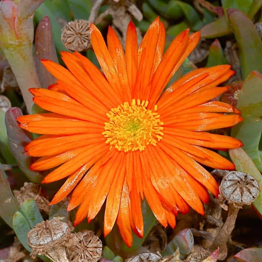 Lampranthus aurantiacus