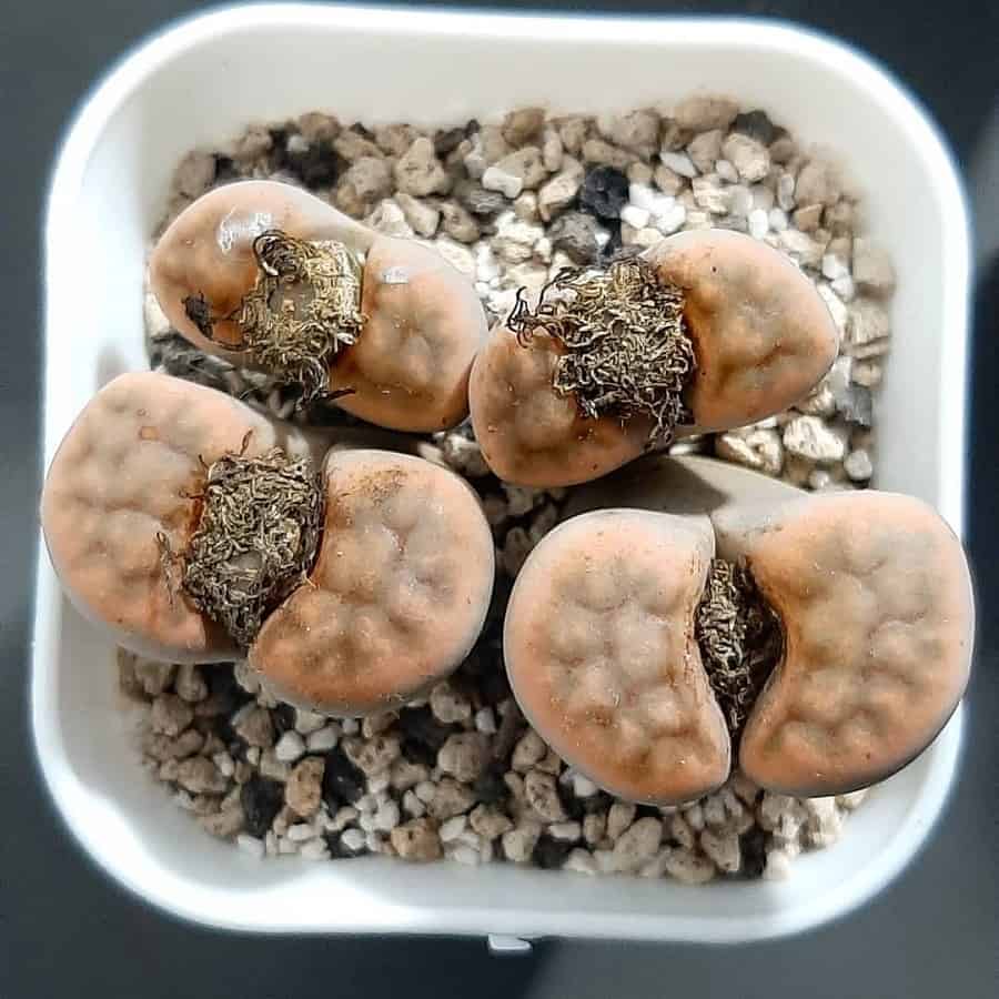 Lithops karasmontana var. aiaisensis 'Orange Top'