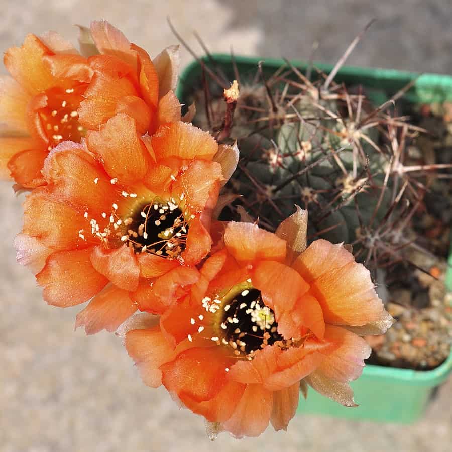 Lobivia jajoiana