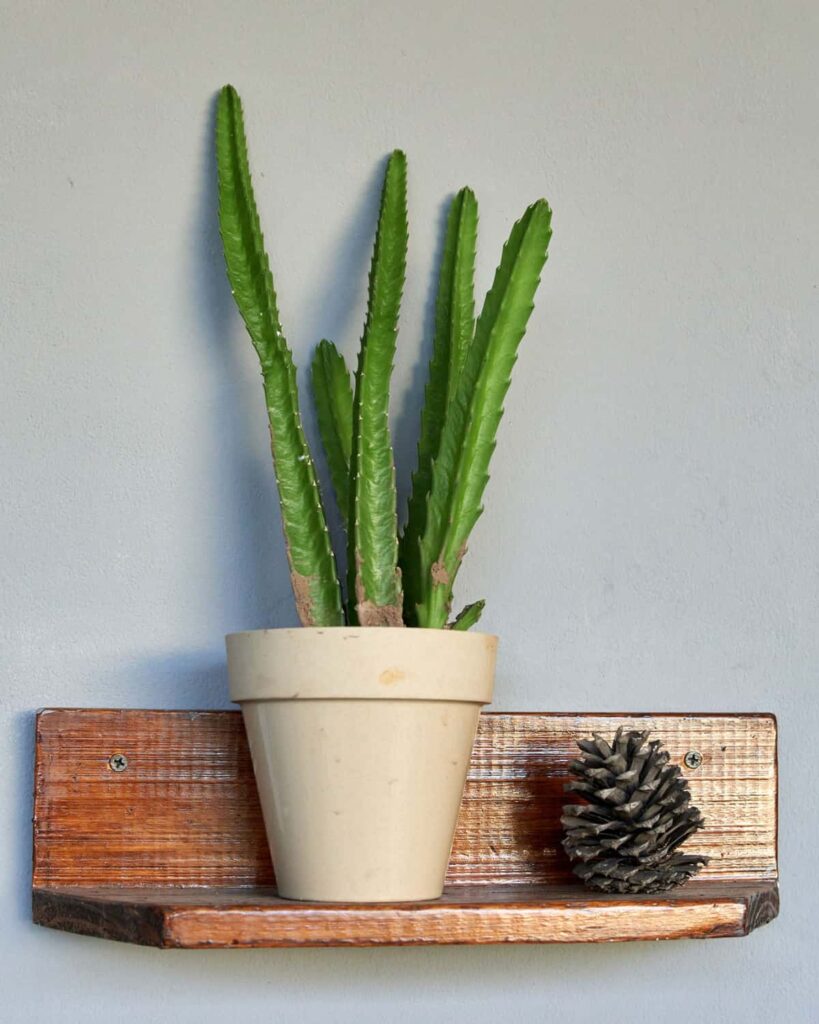Lophocereus marginatus