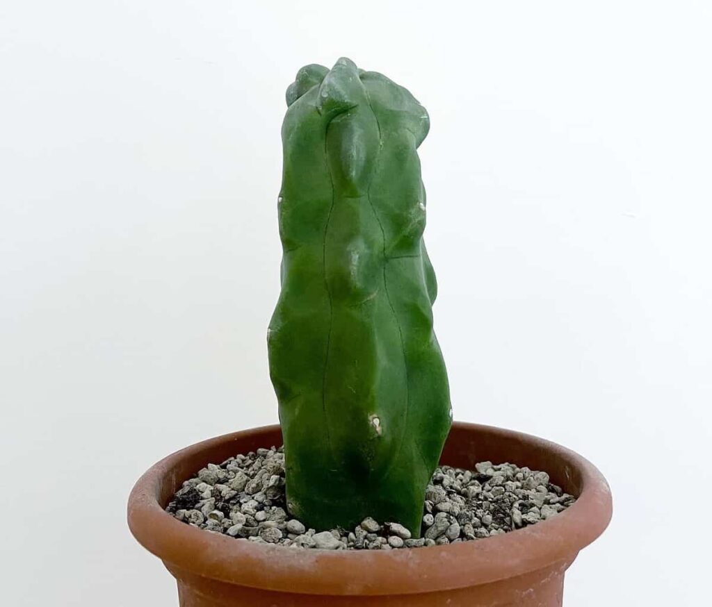 Lophocereus schottii