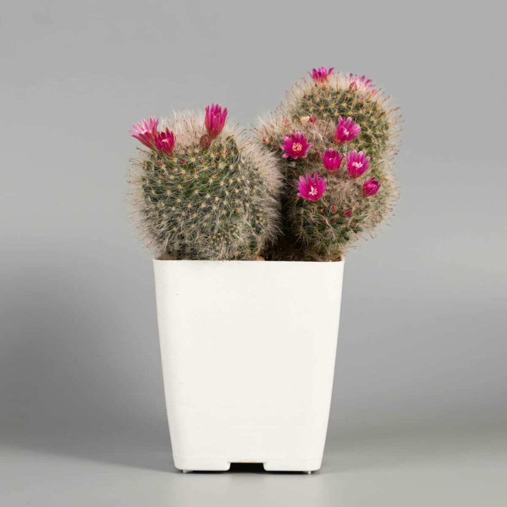 Mammillaria plumosa
