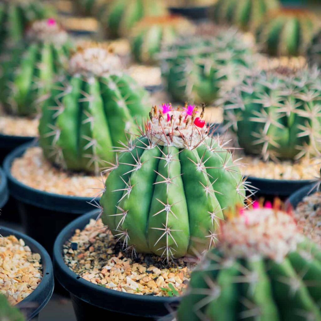 Melocactus