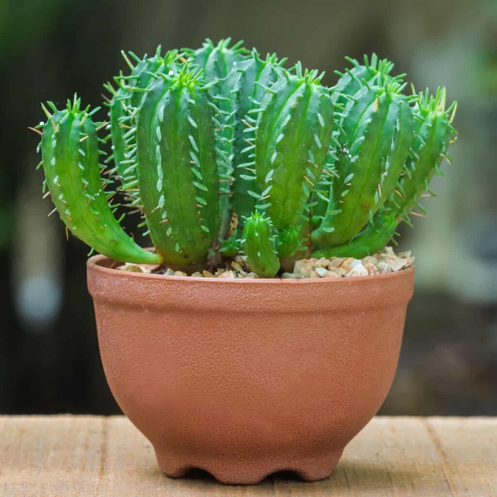 Myrtillocactus geometrizans