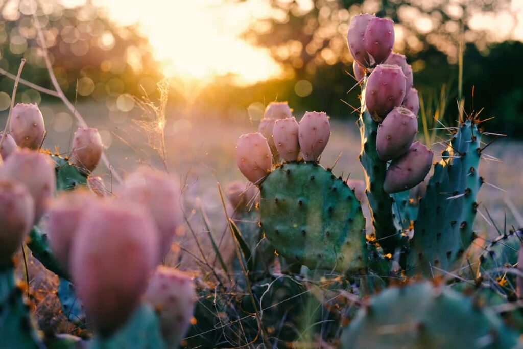 Opuntia