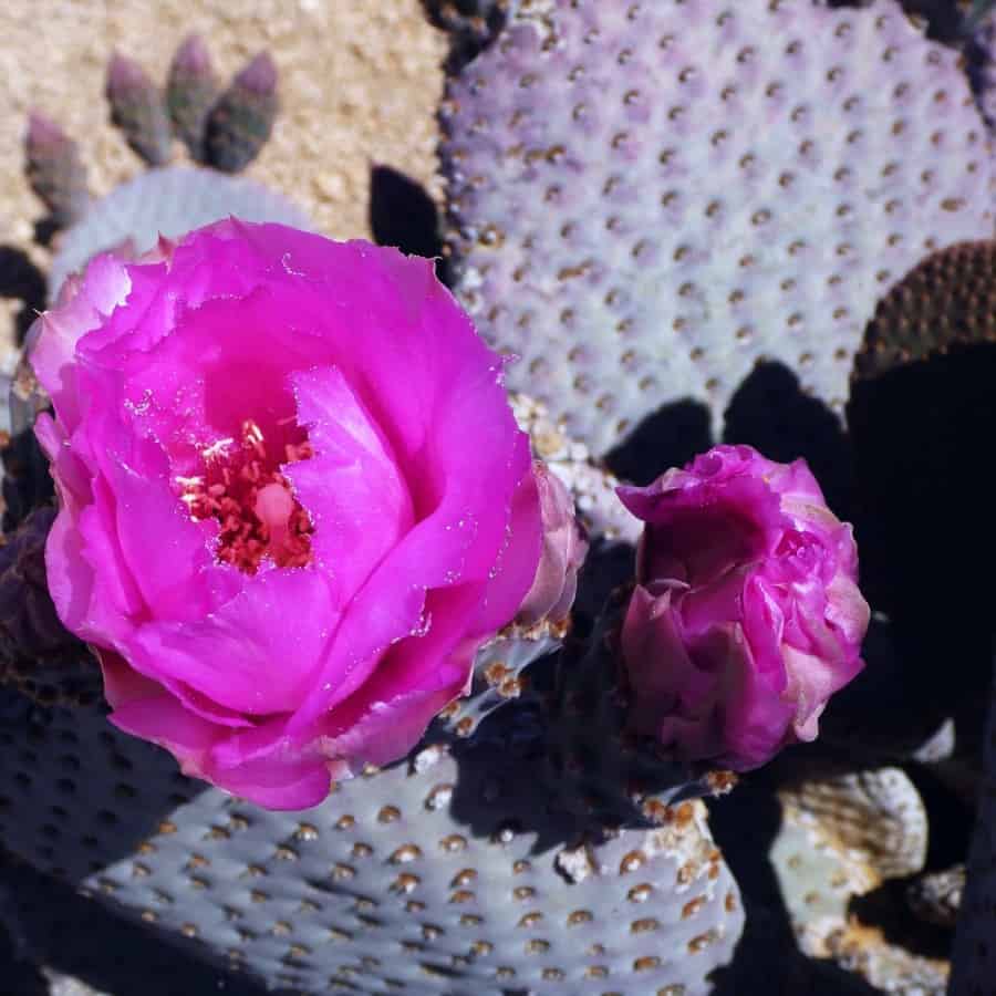 Opuntia basilaris