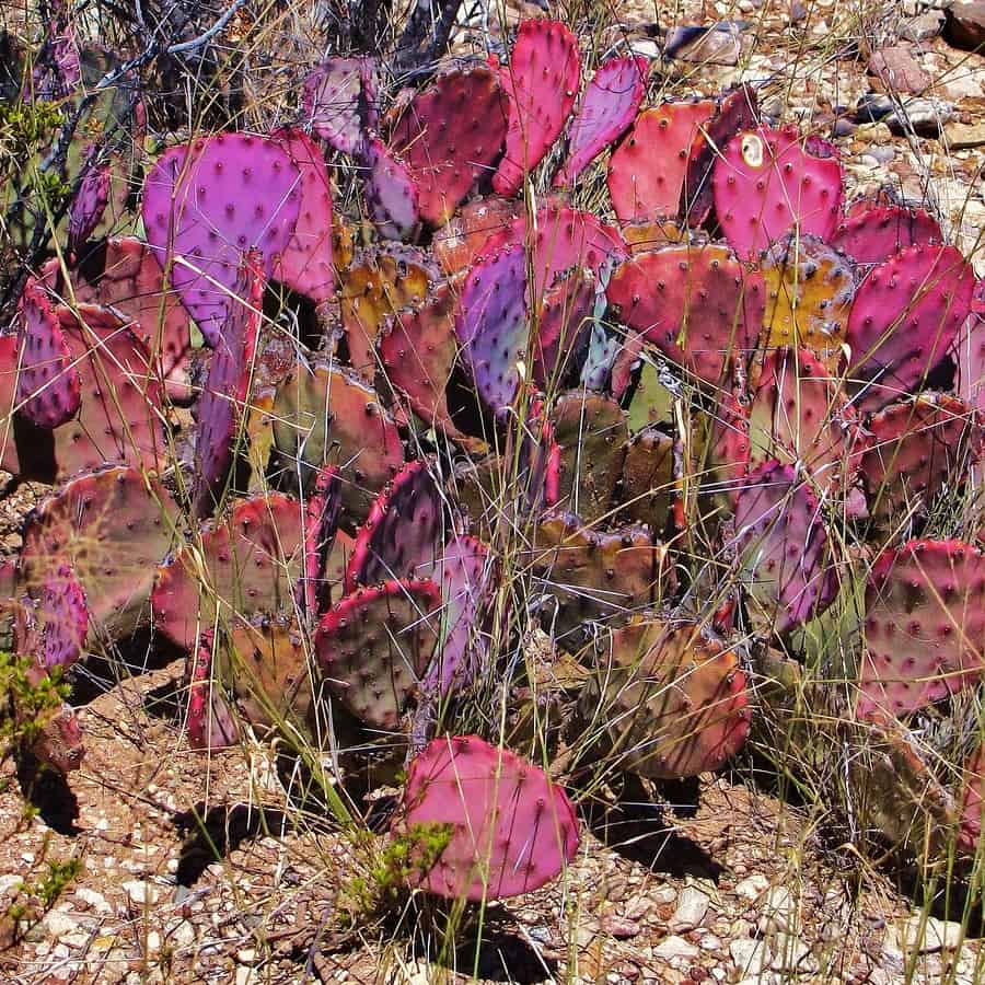 Opuntia macrocentra