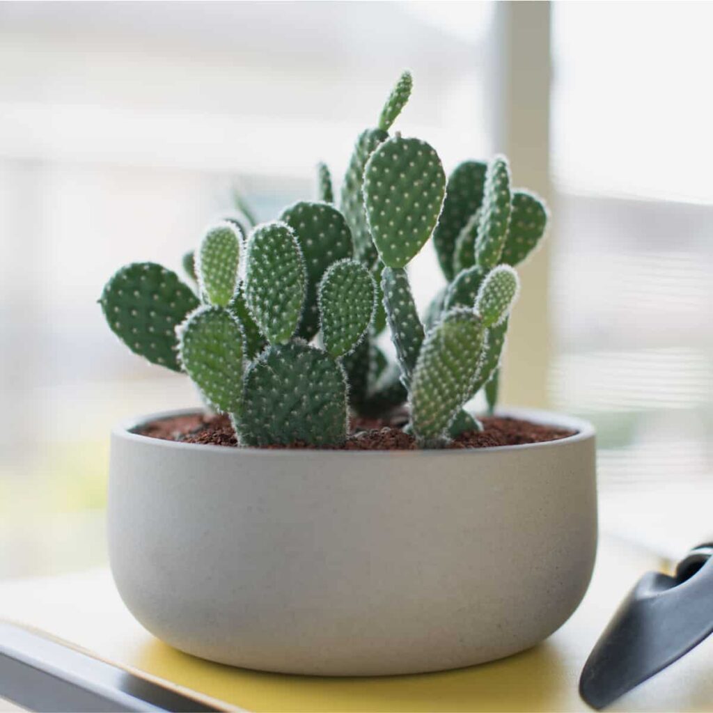 Opuntia microdasys