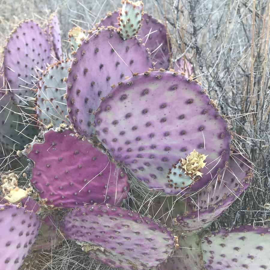 Opuntia violacea var. Gosseliniana