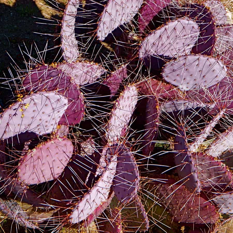 Opuntia violacea var. Santa Rita