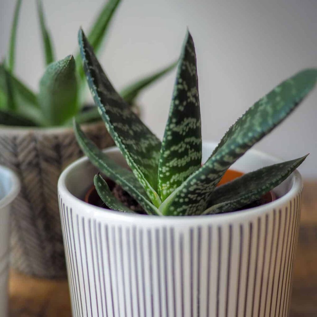Ox Tongue Succulent