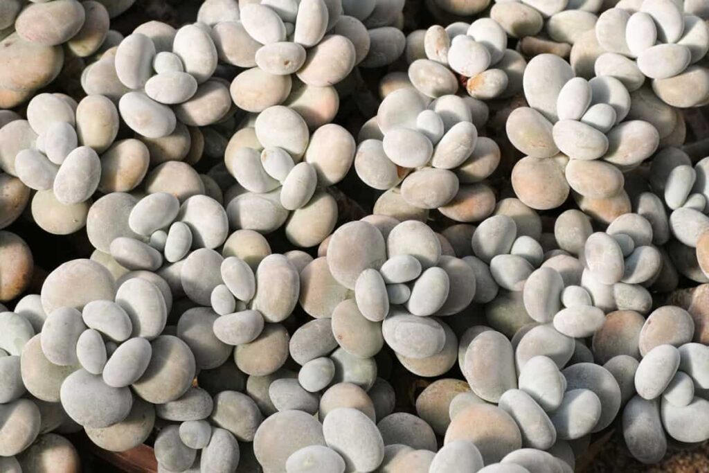 Pachyphytum