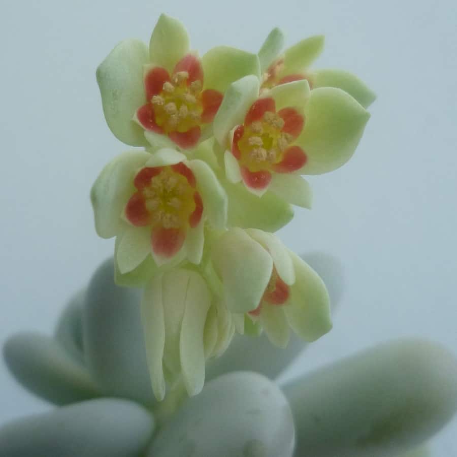 Pachyphytum oviferum