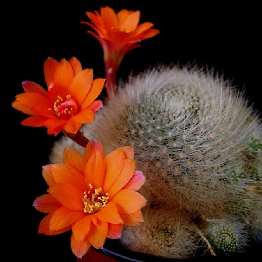 Rebutia muscula