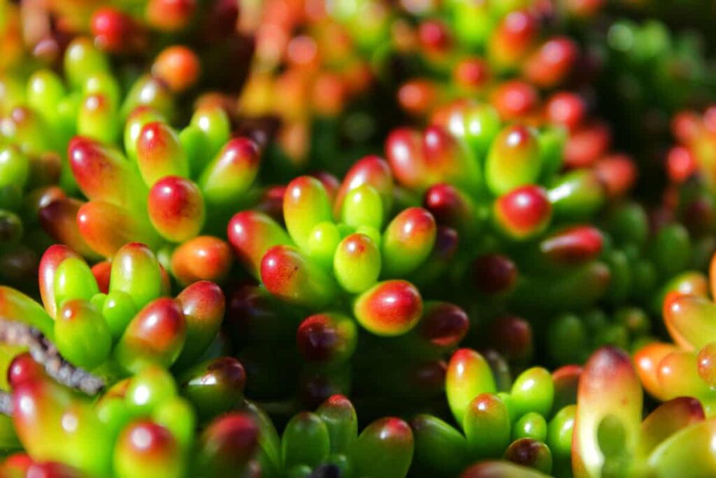 Sedum