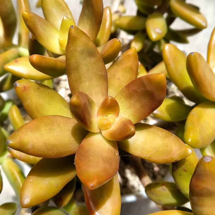 Sedum adolphii 'Golden Sedum'