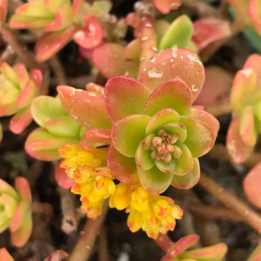 Sedum kimnachii