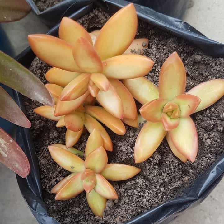Sedum nussbaumerianum 'Orange Delight'
