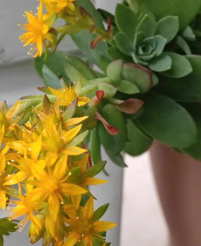 Sedum palmeri