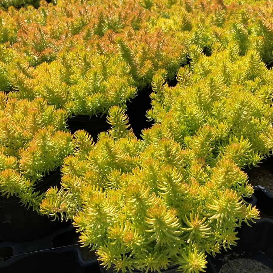 Sedum rupestre 'Angelina'