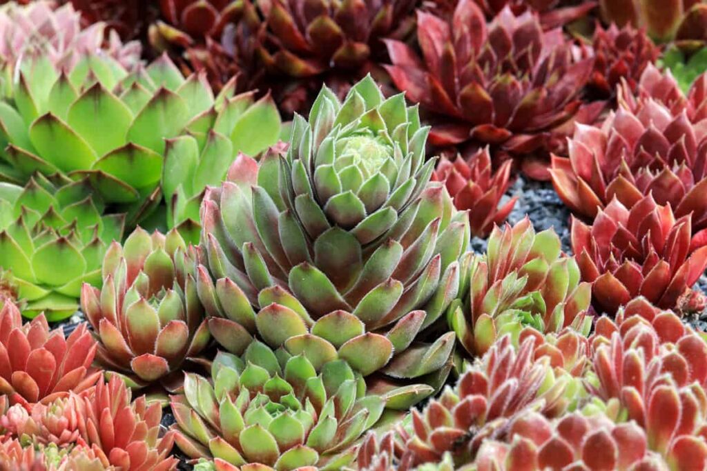 Sempervivum