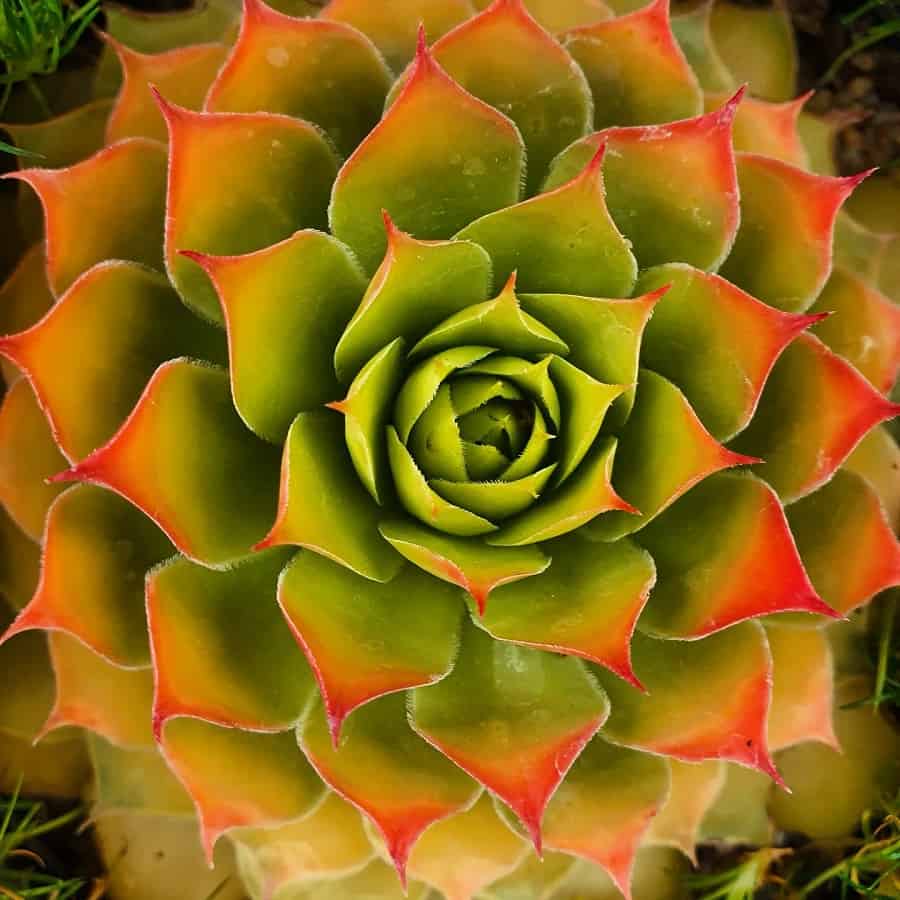 Sempervivum 'Gold Nugget'