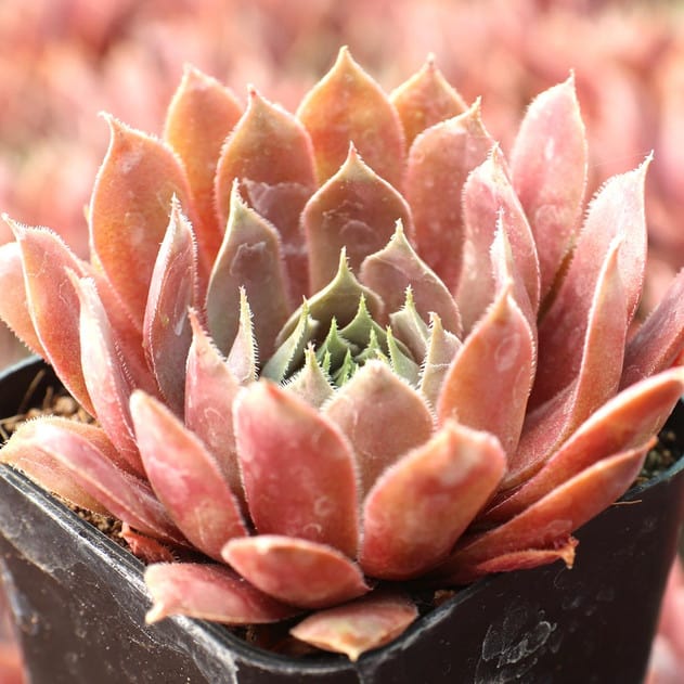 Sempervivum 'Pacific Jordan'