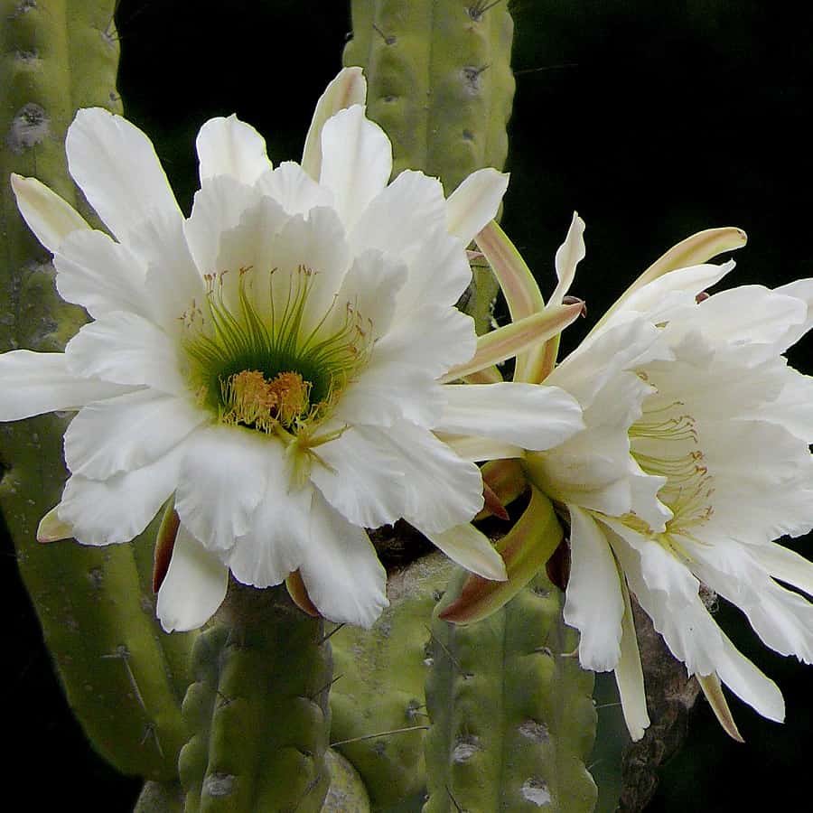 Trichocereus bridgesii
