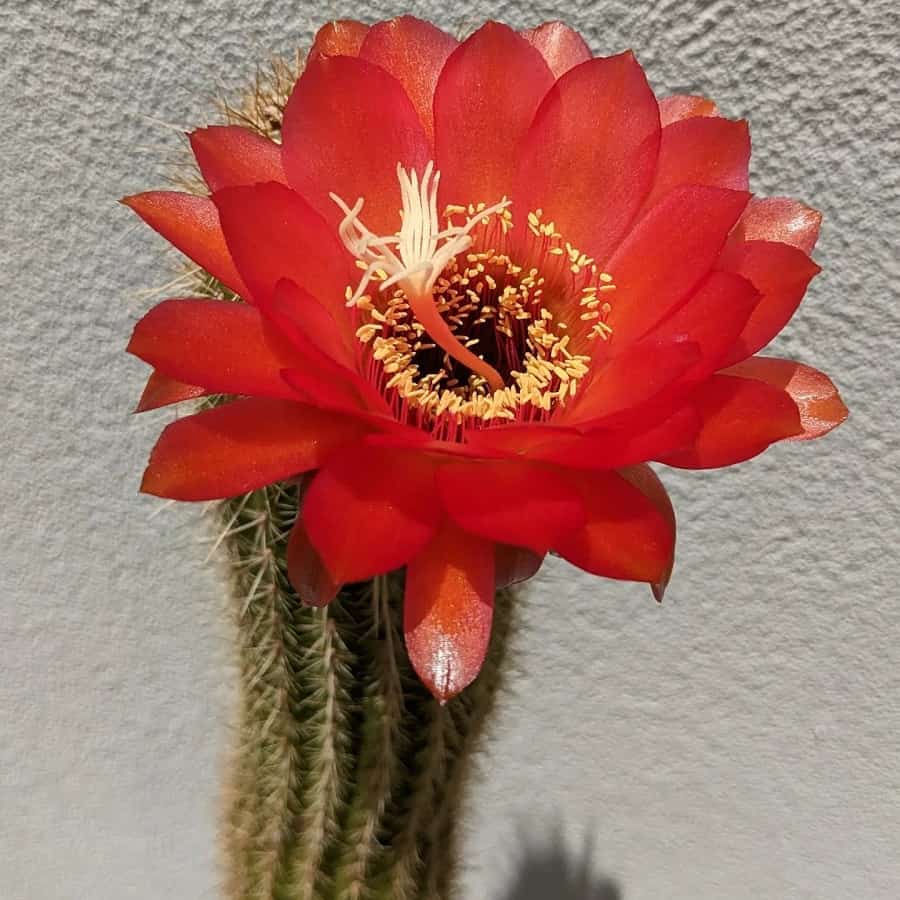 Trichocereus huascha