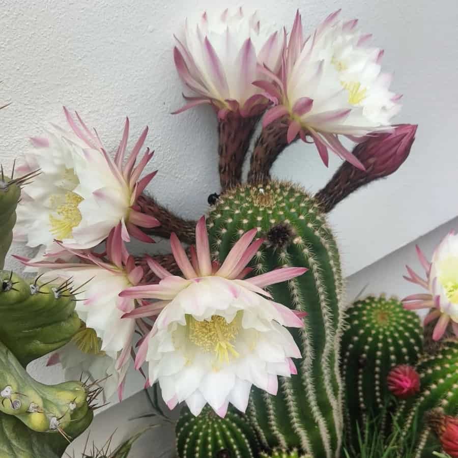 Trichocereus schickendantzii