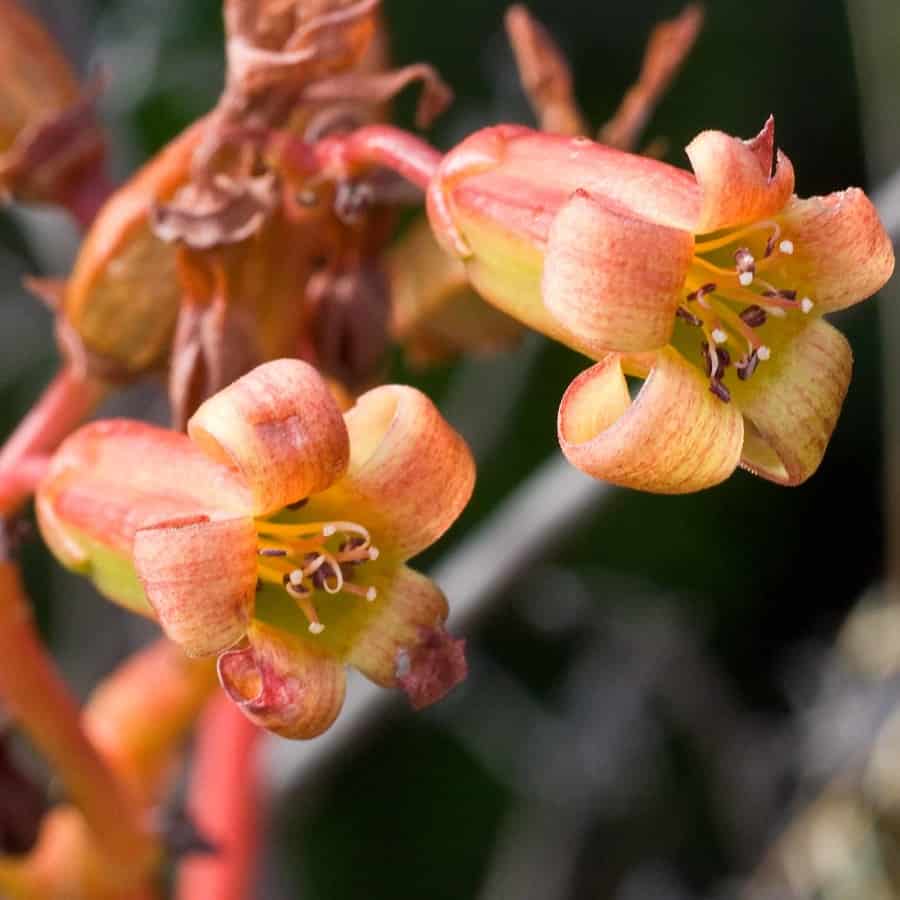 Tylecodon paniculatus