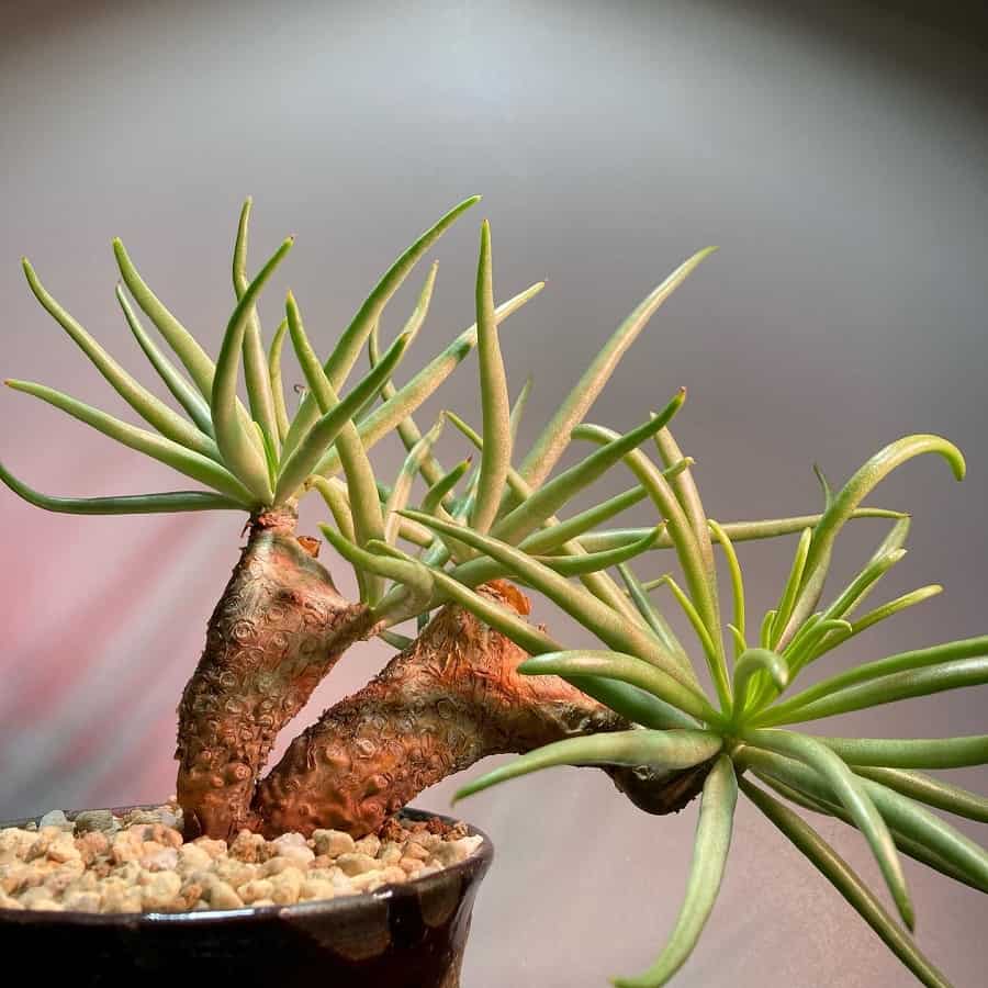 Tylecodon rubrovenosus