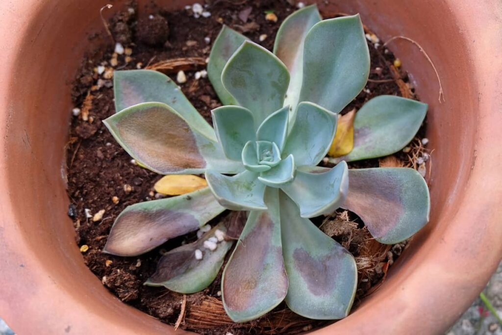What Does a Succulent with Too Much Sun Look Like